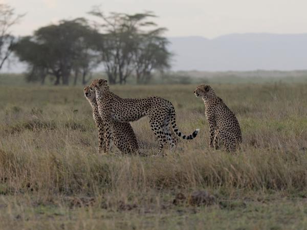 <h3><a href="/trips/tanzania/biota/animalia/chordata/mammalia/carnivora/felidae/acinonyx jubatus/acinonyx jubatus-nl.html">Acinonyx&nbsp;jubatus</a> / Cheetah / Jachtluipaard</h3>OM-1 Mark II met OLYMPUS M.150-400mm F4.5, 1/2000 sec  bij F4.5, ISO 4000, afstand 46.8&nbsp;m